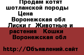 Продам котят шотланской породы  › Цена ­ 2000-2500 - Воронежская обл., Лиски г. Животные и растения » Кошки   . Воронежская обл.